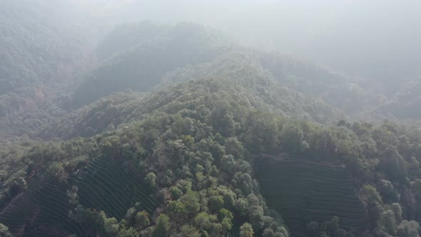 Tea plantation in mountain