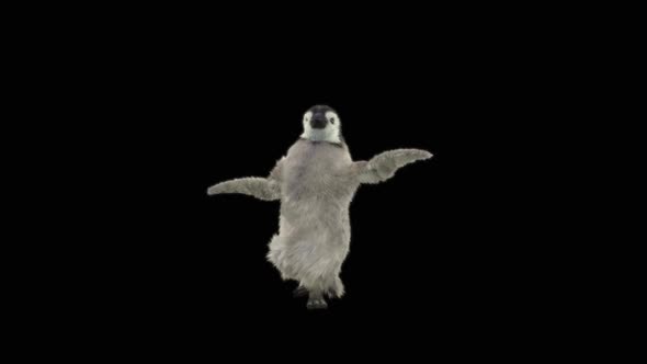 Penguin Dancing HD