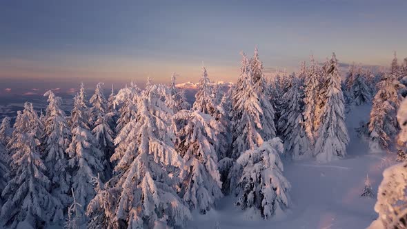 Christmas Winter Forest Nature