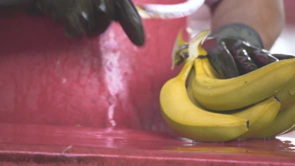 Worker with gloves cuts and prepares bunch of yellow bananas