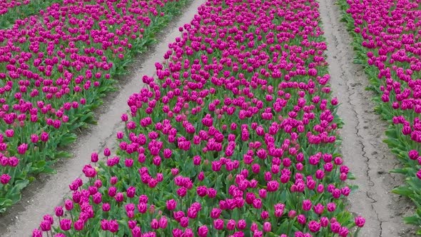 Lush Purple Tulips aligned in rows in northern Holland, Low pass aerial.