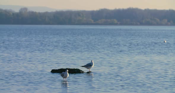 Two gulls on a lake