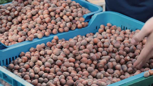 Selling hazelnuts in the market