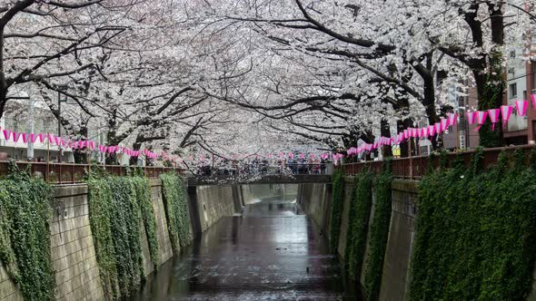 Tokyo Cherry Blossom Meguro River Japan Time Lapse