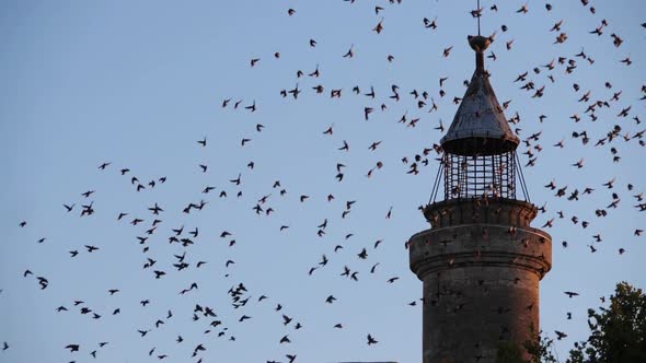 Flock of birds, Starlings (Sturnus vulgaris) surrounding Aigues Mortes in the Camargue, France
