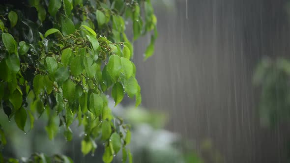 Heavy Rain On A Tree
