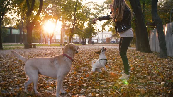 Young Woman Playing with Two Dogs in Autumn Park During Sunset Slow Motion