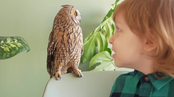 Child Longeared Owl Unusual Pet Exotic