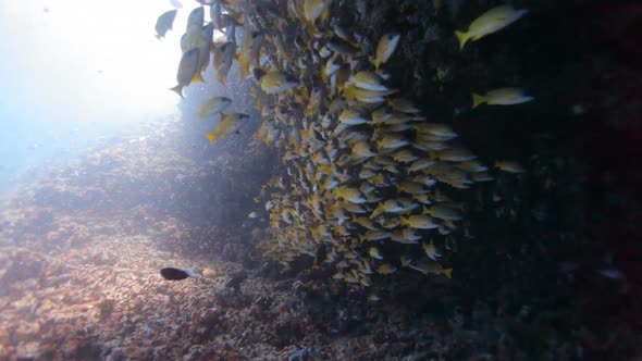 Blue Striped Snappers in Cave