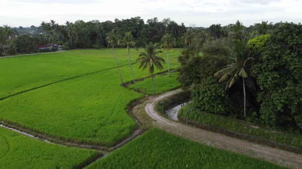 Panoramic view of green lawn of paddy field