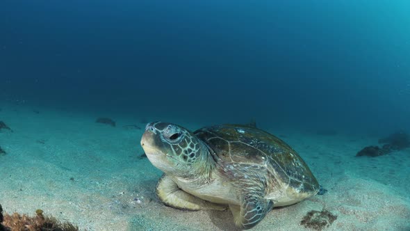 A scuba diver participating in a turtle research program unique underwater view of a sea turtle as i