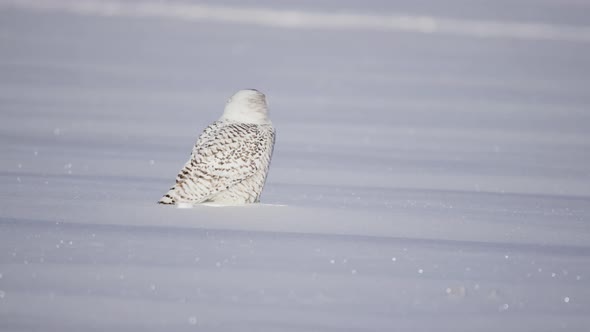 Snowy Owl sittin on snowy field and turning head