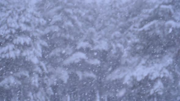 Snowfall Background in Winter Pine Forest with Snowy Christmas Trees