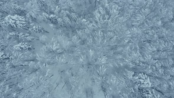 Aerial shot: spruce and pine winter forest completely covered by snow.