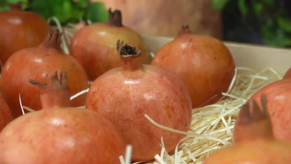 Panorama of Ripe Pomegranates in the Wooden Box on the Fresh Shavings