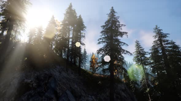 Sun Beams Through Trees alt