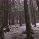 Forest Winter Snow - VideoHive Item for Sale