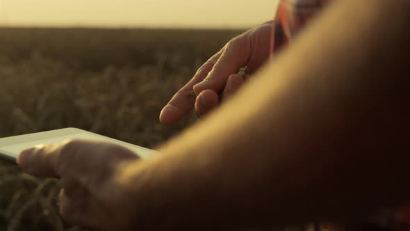 Closeup Hands Holding Tablet in Sunlight