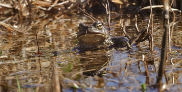 Frog in the Pond in Spring