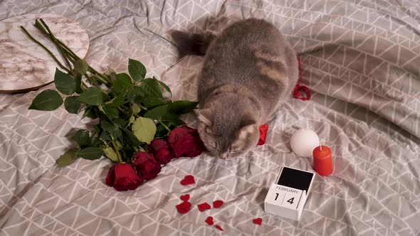 Valentines day with pet cat at home