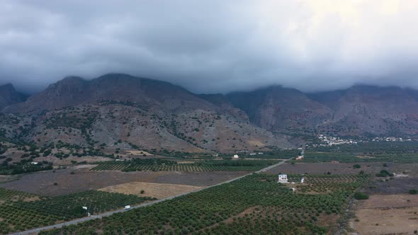 Aerial view of the plantations of Olives in Greece. Beautiful landscape