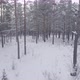 Mysterious Winter Forest - VideoHive Item for Sale