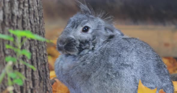 French Lop Is a Breed of Domestic Rabbit Developed in France in the 19Th Century