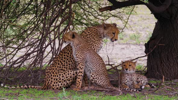 A Female Cheetah With Two Cubs Gets Up And Stretches Under The Tree In Botswana - close up