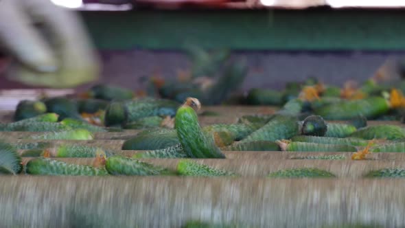 Cucumbers on the Packaging Line