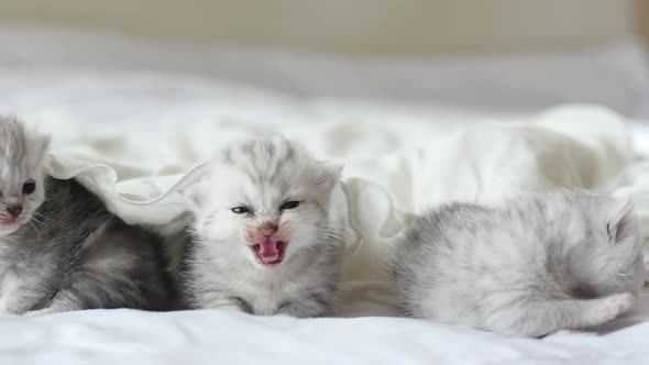 Cute Tabby Kittens Playing Under White Blanket