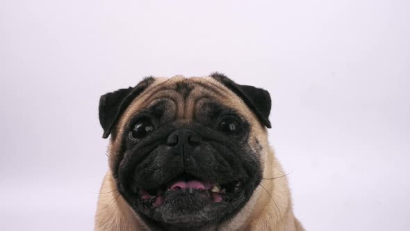 Close up of cute pug dog making funny face on a white background