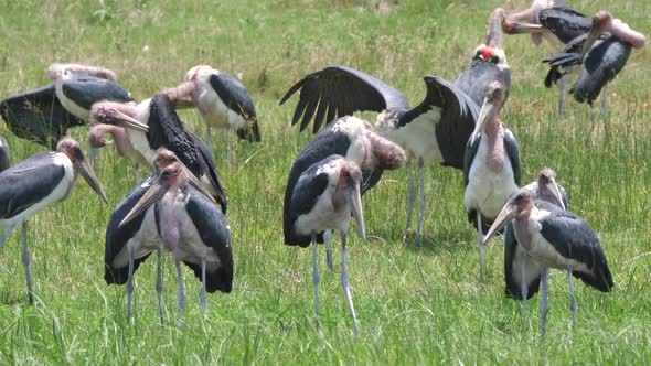 Marabou storks drinking water