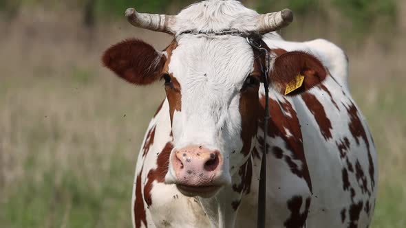 Cow Drives Away Flies with Its Tail and Tongue