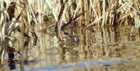 Frog in a Pond in Spring Watching Camera, Escaping