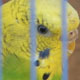 Parrot in Birdcage - VideoHive Item for Sale