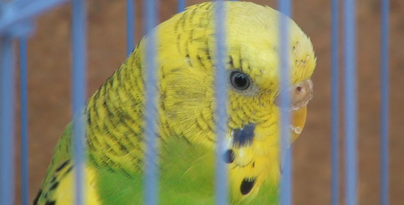 Parrot in Birdcage