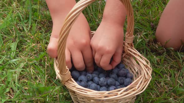 Childrens Hands Are Taking Large Delicious Blueberries From Wicker Basket