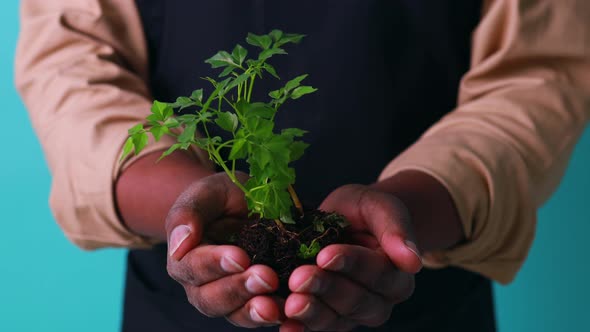 Latin Man Gardener Holds Pot with a Plants in Studio Blue Background