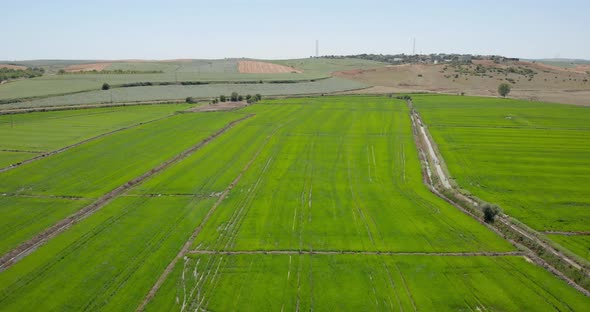 Drone Shot with Descending Top View of Green Paddy Field on Agricultural Land and Irrigation Channel