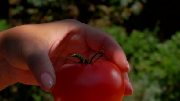 Female Hand Puts Ripe Red Tomato in a Wooden Box with Shavings