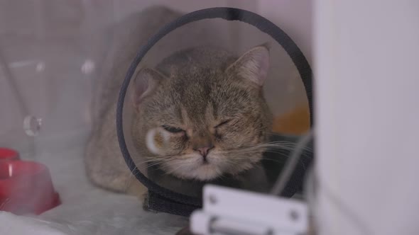 Sick Cat Is in a Cage with Cone Collar at the Veterinary Clinic.