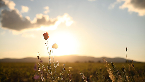 Wild Poppies