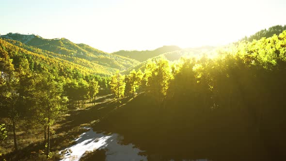 Beautiful Orange and Red Autumn Forest alt