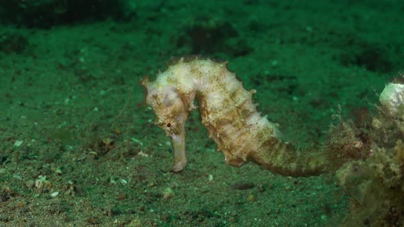 White thorny Seahorse. A white thorny seahorse hovering over sandy bottom.