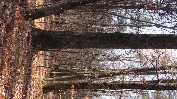 Vertical Video Autumn Forest with Trees in Ukraine Slow Motion