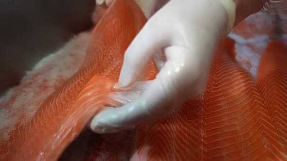 Hand with gloves is laying down a raw fillet of rainbow trout in salt - Shallow depth handheld slow