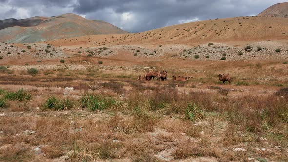 Bactrian Camel in the Gobi Desert Mongolia