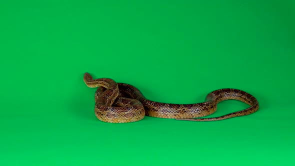 Coronella Brown Snake Crawling on Green Screen at Studio. Close Up