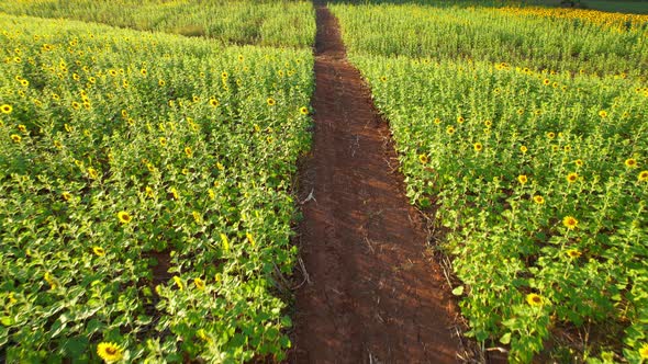 4K Flying over a field with sunflowers. A field with sunflowers. View from a drone