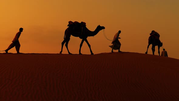 Cameleers Camel Drivers at Sunset